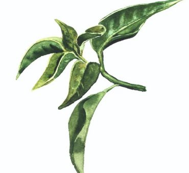 Зелёный чай (био) Цветочная вода 100 мл. фото 2