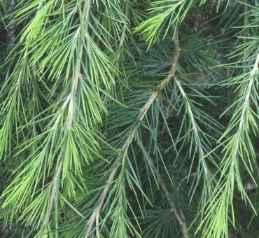 Кедр гималайский эф.масло 5мл фото 2