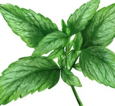 Мята лимонная Гидролат "Аромарай", 100мл фото 1