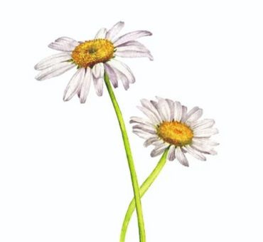 Ромашка Римская Гидролат "Аромарай", 100мл фото 2